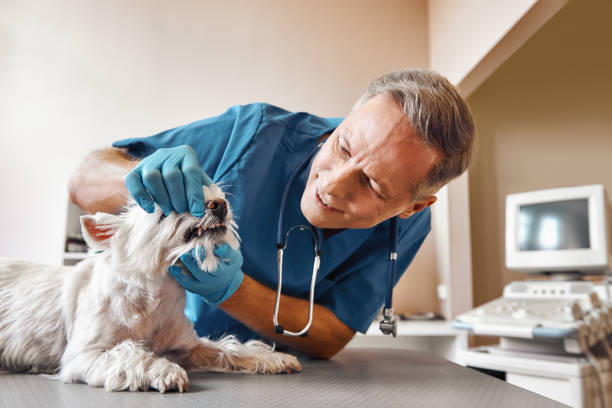  Urbana, IA Emergency Dentist Pros